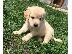 PoulaTo: Όμορφα Golden Retriever κουτάβια